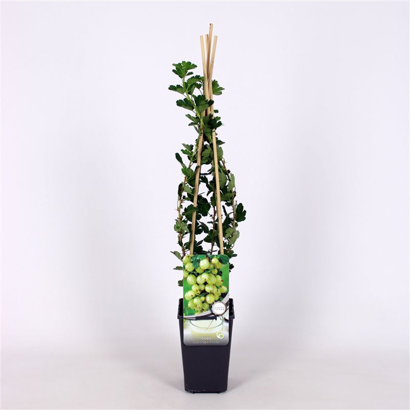 Ribes u.-c. 'Invicta' - C2 70/+ CM